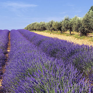 lavanda-espliego-lavandula