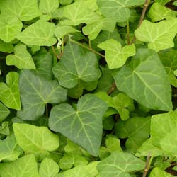 hiedra-hedera-plantas-trepadoras-cubresuelos