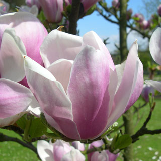 magnolia-arbusto-tierra-de-brezo