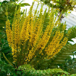 mahonia-arbusto