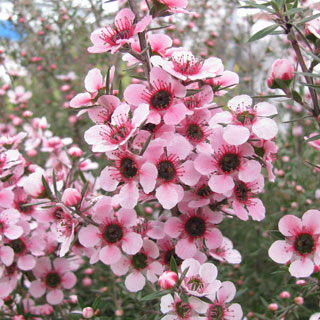 manuka-leptospermum