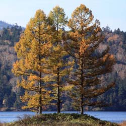 alerce-larix-arbol