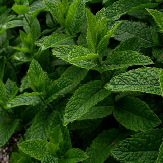 menta-mentha-plantas-aromaticas