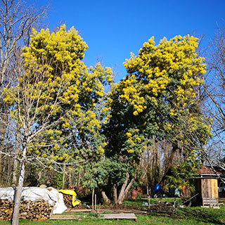 mimosa-acacia