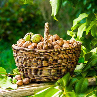 nogal-juglans-carya nogal-juglans-carya