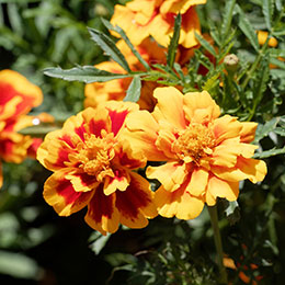 clavel-coronado-dianthus-plantas-catalogo