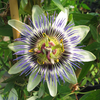 Flor-de-la-pasion-passiflora-plantas-trepadoras