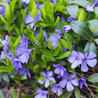 vincas-plantas-tapizantes