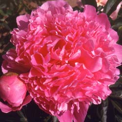 peonia-paeonia-lactiflora-plantas-vivaces