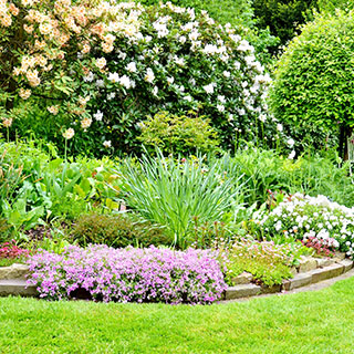 plantas-para-macizos