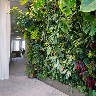 plantas-para-muros-verdes-interiores