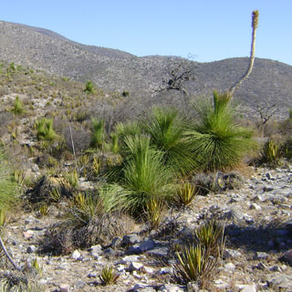 plantas-tierra-seca