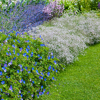 plantas-vivaces-plantas-perennes