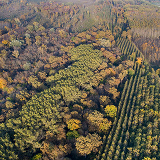 plantas-forestales