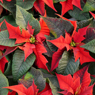 poinsetias-flores-de-pascua-plantas-de-interior