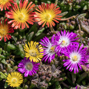 alfombra-delosperma