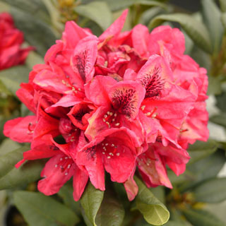 rododendro-rhododendron-arbusto