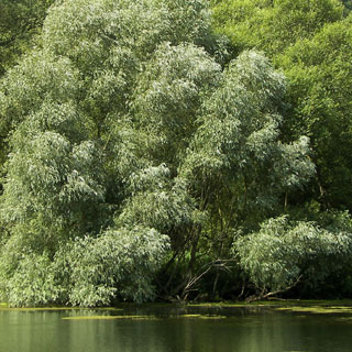 vegetacion-riberena-arboles-arbustos