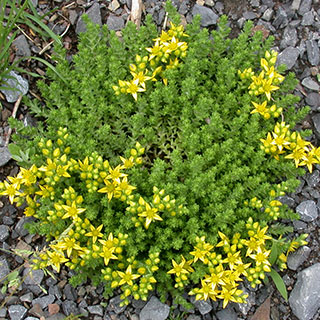 sedum-espino