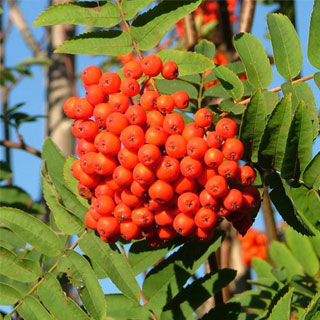 sorbus