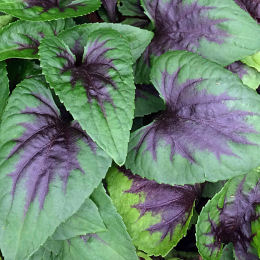violeta-viola-plantas-vivaces