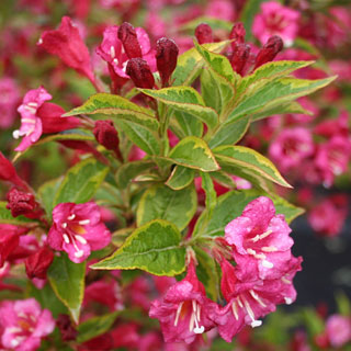 veigelas-weigelia-arbusto