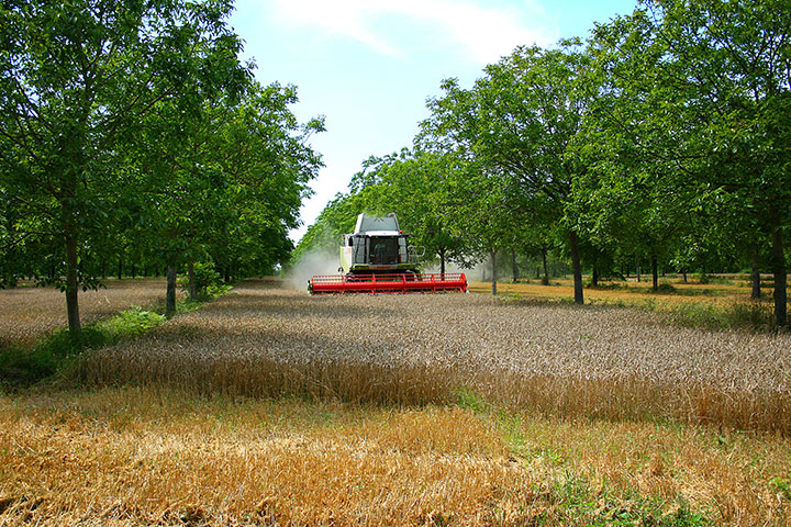 Agroforestera