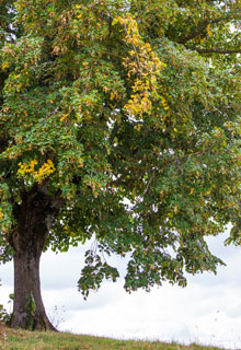 Ayudar a un árbol enfermo