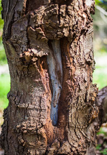 Ayudar a un árbol enfermo