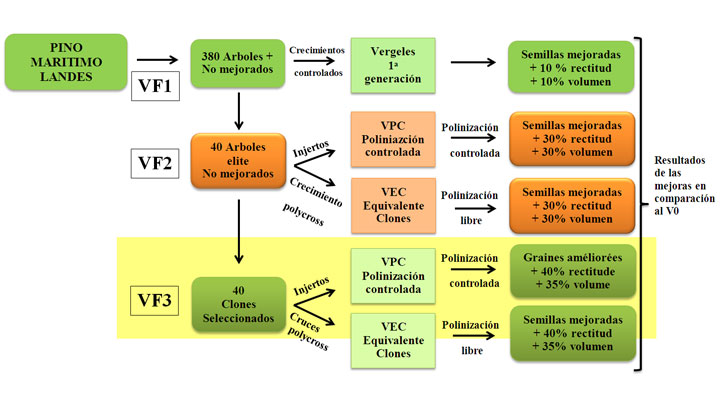 La mejora Gentica del Pino Martimo