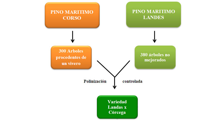 La mejora Gentica del Pino Martimo