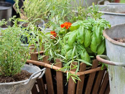 Sembrar Las Plantas Aromaticas En Maceta