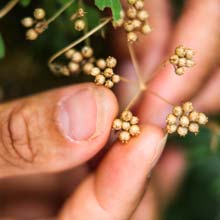 Sembrar las plantas aromticas en maceta