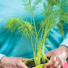 Sembrar las plantas aromticas en maceta