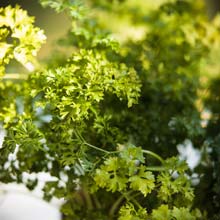 Sembrar las plantas aromticas en maceta