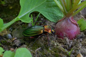 Los auxiliares del jardinero