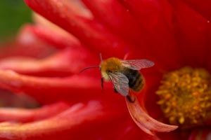 Los auxiliares del jardinero