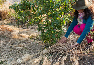 Luchar contra el topillo campesino