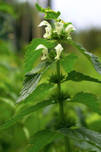 Las malas hierbas perennes