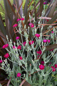 Que plantar en un macizo de flores ?