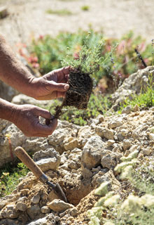 Crear una rocalla