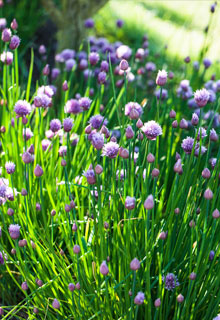 Cultive las hierbas aromticas en maceta