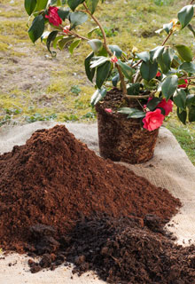 Cuidar una camelia en maceta