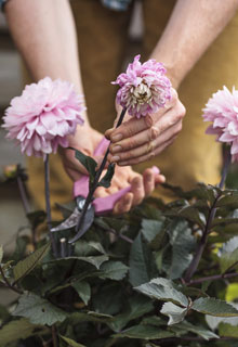 Cmo tener unas bonitas dalias en maceta