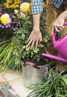 Cmo tener unas bonitas dalias en maceta