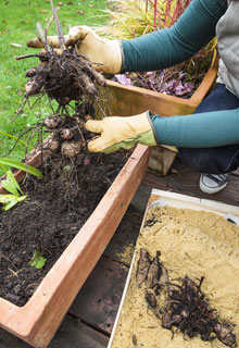 Cmo tener unas bonitas dalias en maceta