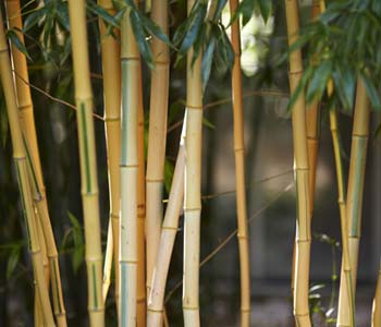 Cultivar un bambú en maceta