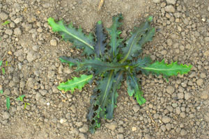 Herbicida trmico