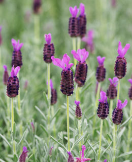 La lavanda necesita una tierra bien drenada