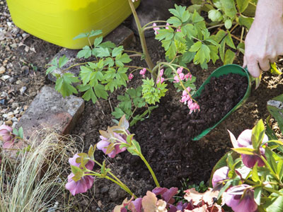 Alentar flores vivaces en primavera